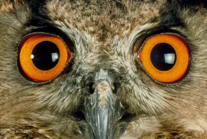 Gerahmter Druck : Auge der Uhu Gerahmter Druck : Auge der Uhu