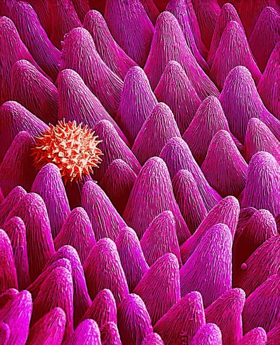 Gerahmter Druck : Blume-Pfanne, SEM Gerahmter Druck : Blume-Pfanne, SEM