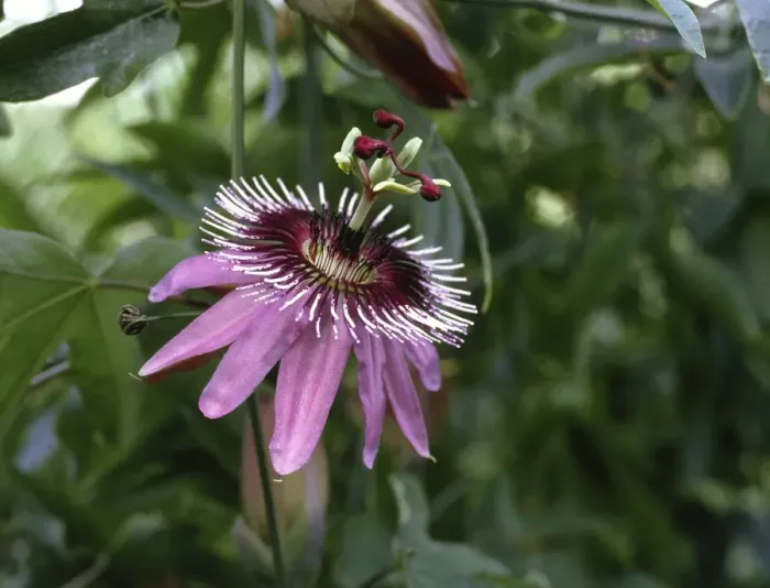 Gerahmter Druck : Passionsblume (Passiflora caerulea) Gerahmter Druck : Passionsblume (Passiflora caerulea)