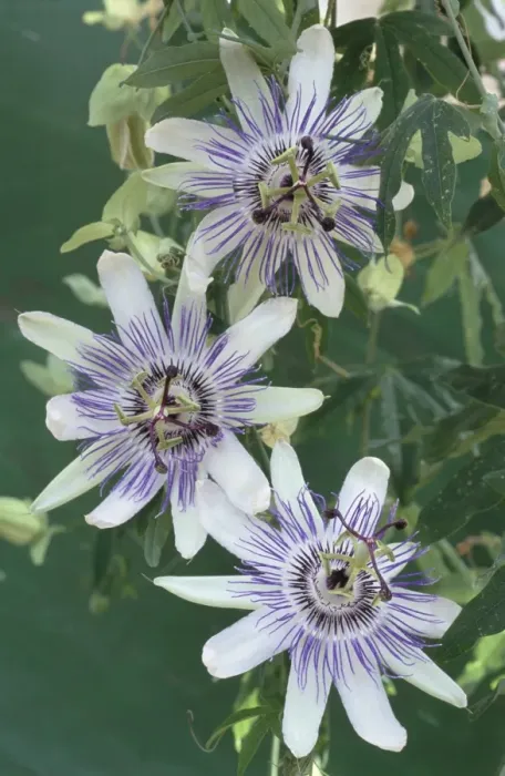 Gerahmter Druck : Blumen der Leidenschaft Gerahmter Druck : Blumen der Leidenschaft