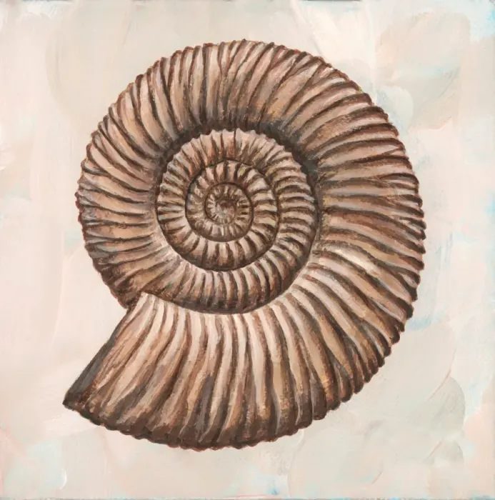 Gerahmter Druck : Ammonit perisphinctes als Kunstwerk Gerahmter Druck : Ammonit perisphinctes als Kunstwerk