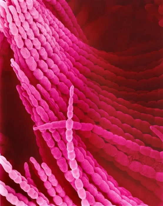 Gerahmter Druck : Blauviolet Blütenflächenoberfläche, SEM Gerahmter Druck : Blauviolet Blütenflächenoberfläche, SEM