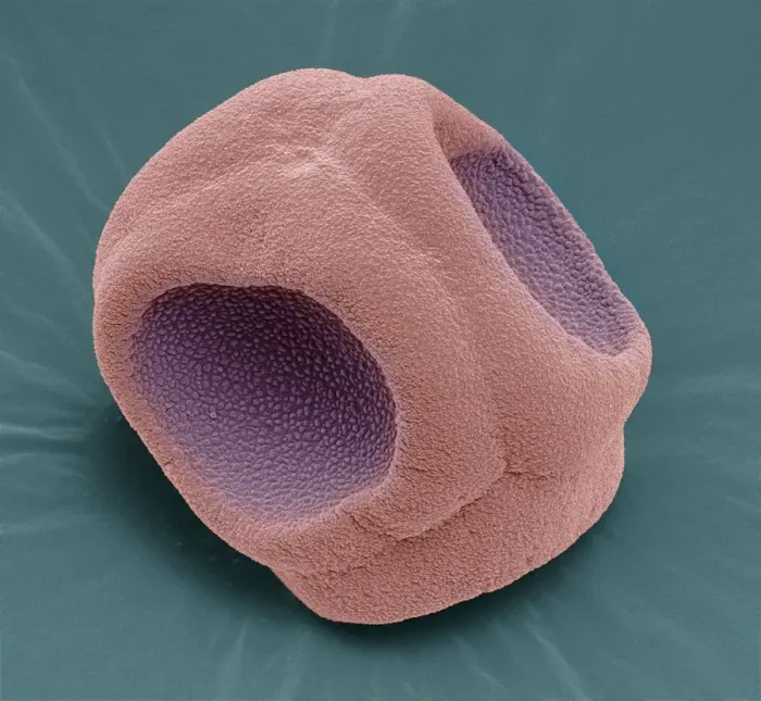 Gerahmter Druck : Blauvioleten Pollensplitter (SEM) Gerahmter Druck : Blauvioleten Pollensplitter (SEM)