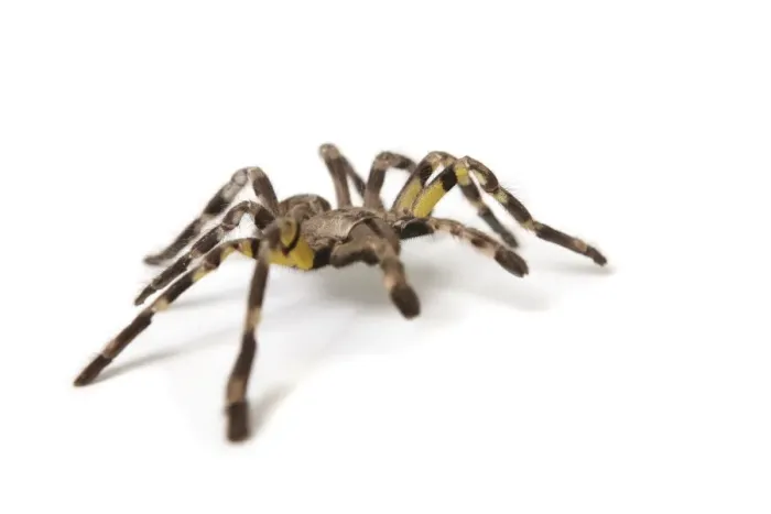 Gerahmter Druck : Pettarantel Spinne Gerahmter Druck : Pettarantel Spinne