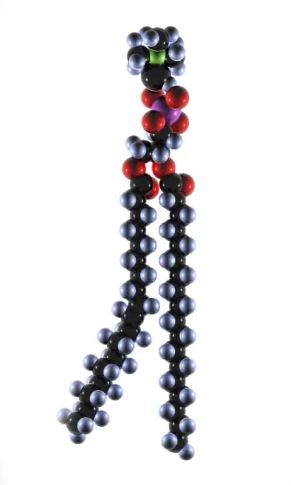 Gerahmter Druck : Phospholipidmolekül, Kunstwerk Gerahmter Druck : Phospholipidmolekül, Kunstwerk