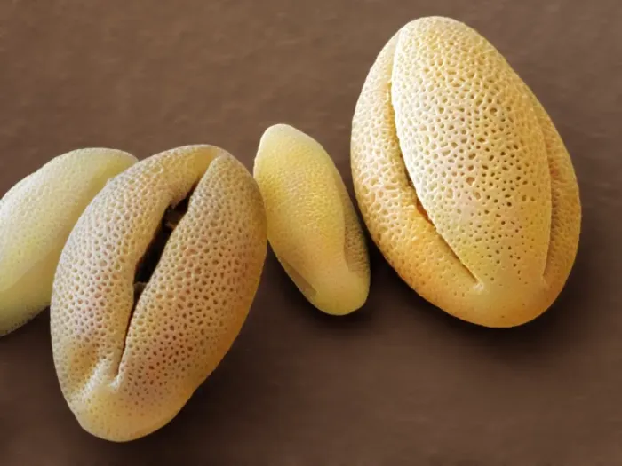 Gerahmter Druck : Phygelius aequalis Pollen, SEM Gerahmter Druck : Phygelius aequalis Pollen, SEM