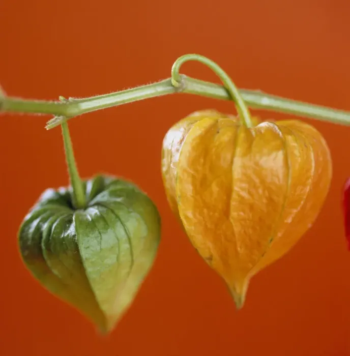 Gerahmter Druck : Physalis Früchte Gerahmter Druck : Physalis Früchte