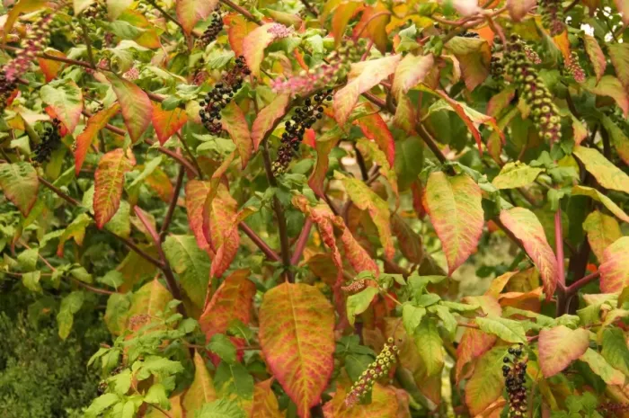 Gerahmter Druck : Phytolacca decandra