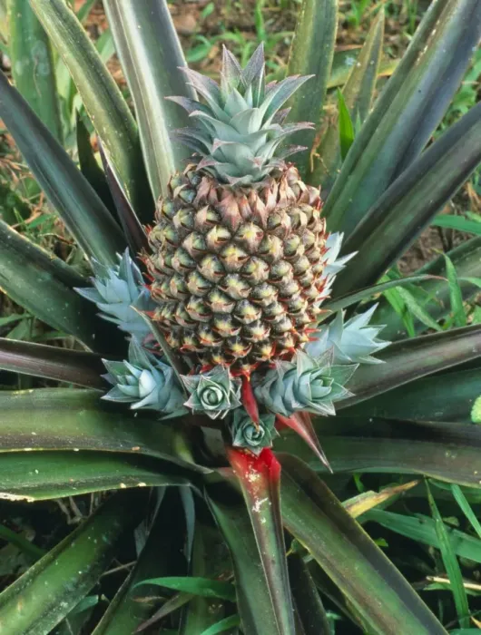 Gerahmter Druck : Ananaspflanze mit Frucht