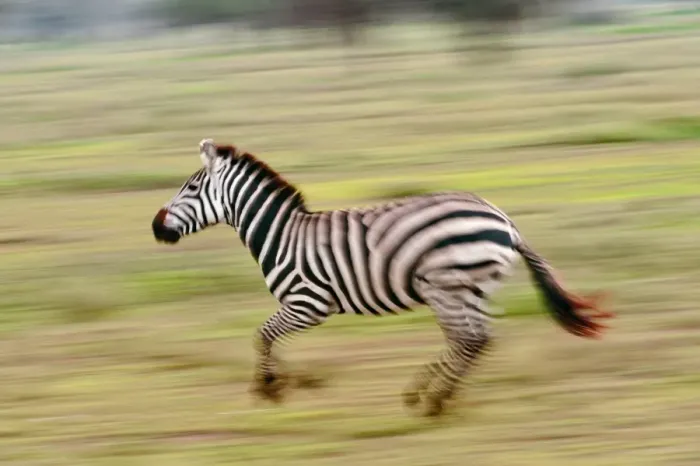 Gerahmter Druck : Graszebra rennt