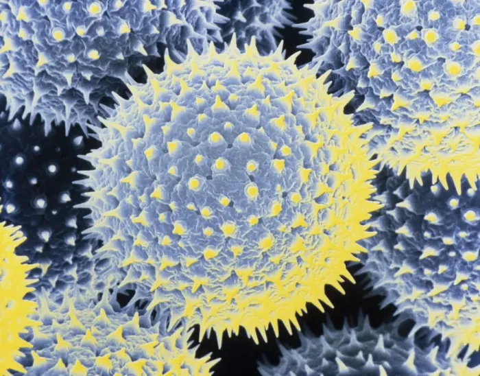 Gerahmter Druck : Pollen der Gemeinen Malveblume Gerahmter Druck : Pollen der Gemeinen Malveblume