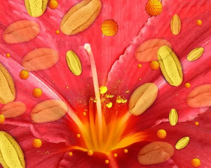 Gerahmter Druck : Blüten und Pollen Gerahmter Druck : Blüten und Pollen