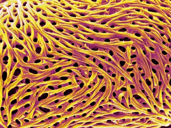 Gerahmter Druck : Pollenkornoberfläche, SEM Gerahmter Druck : Pollenkornoberfläche, SEM
