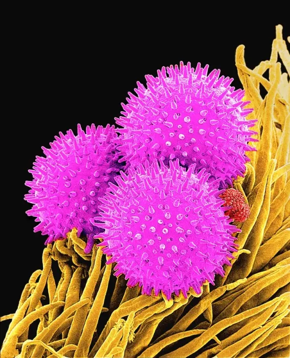 Gerahmter Druck : Körnerpollen, SEM Gerahmter Druck : Körnerpollen, SEM