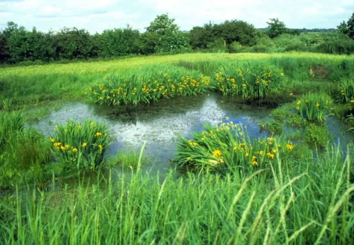Gerahmter Druck : Teich im Sommer Gerahmter Druck : Teich im Sommer