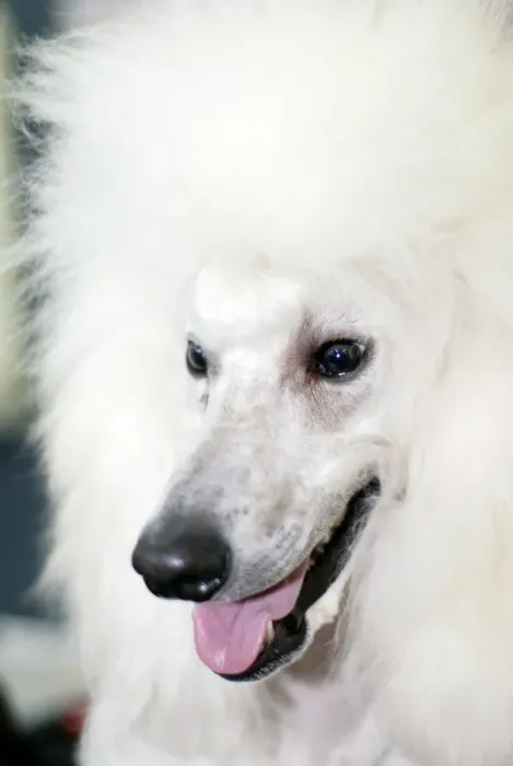 Gerahmter Druck : Poodle. Pudel. Nahkampf der Gesicht eines Standard weißen Pudels (Canis lupus familiaris) Gerahmter Druck : Poodle. Pudel. Nahkampf der Gesicht eines Standard weißen Pudels (Canis lupus familiaris)