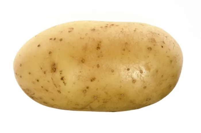 Gerahmter Druck : Potato. Kartoffel (Solanum tuberosum) sind ein unterirdischer Teil der Pflanze Gerahmter Druck : Potato. Kartoffel (Solanum tuberosum) sind ein unterirdischer Teil der Pflanze