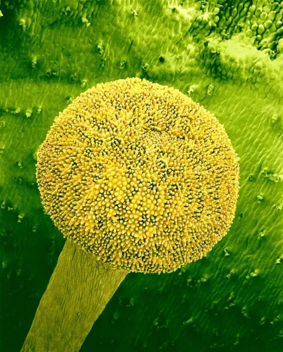 Gerahmter Druck : Rosenprimelstigma, SEM Gerahmter Druck : Rosenprimelstigma, SEM