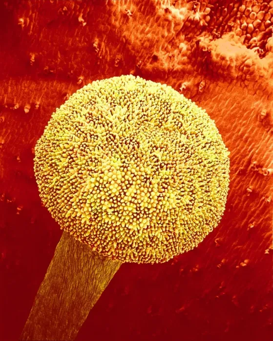 Gerahmter Druck : Rosenprimelstigma, SEM Gerahmter Druck : Rosenprimelstigma, SEM