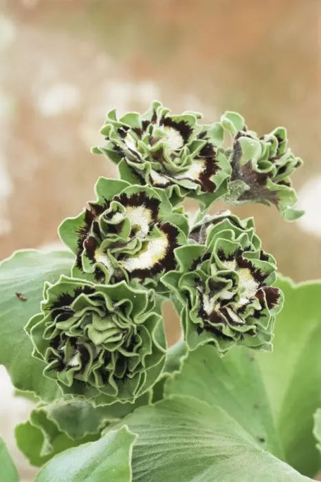 Gerahmter Druck : Schildkrötenblume Aurikulatrappe Gerahmter Druck : Schildkrötenblume Aurikulatrappe