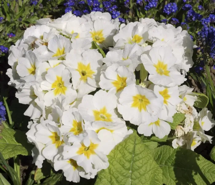 Gerahmter Druck : Primula Crescendo Weiß Gerahmter Druck : Primula Crescendo Weiß