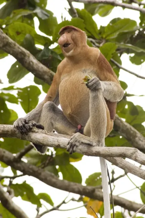 Gerahmter Druck : Proboscis-Monkey Gerahmter Druck : Proboscis-Monkey