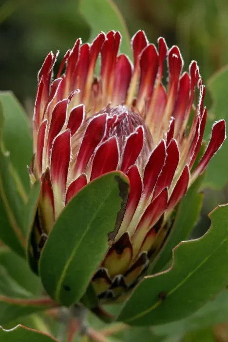 Gerahmter Druck : Protea Blume Gerahmter Druck : Protea Blume