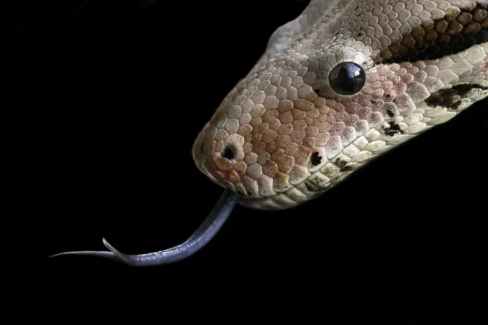 Gerahmter Druck : Python. Pyton (Python Sp.) nutzt seinen Zungenraum, um Gerüche im Luft zu erkennen Gerahmter Druck : Python. Pyton (Python Sp.) nutzt seinen Zungenraum, um Gerüche im Luft zu erkennen