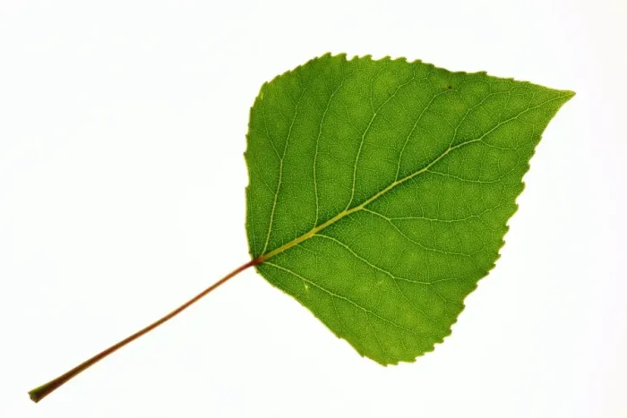Gerahmter Druck : Schüttelbuchenblatt (Populus tremuloides) Gerahmter Druck : Schüttelbuchenblatt (Populus tremuloides)