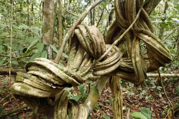 Gerahmter Druck : Wälderregenwaldschicht Gerahmter Druck : Wälderregenwaldschicht