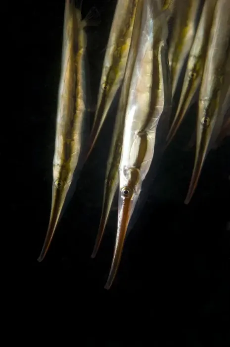 Gerahmter Druck : Razorfish (Aeoliscus strigatus). Dieser Fisch ist mit dichten Schuppen bedeckt Gerahmter Druck : Razorfish (Aeoliscus strigatus). Dieser Fisch ist mit dichten Schuppen bedeckt