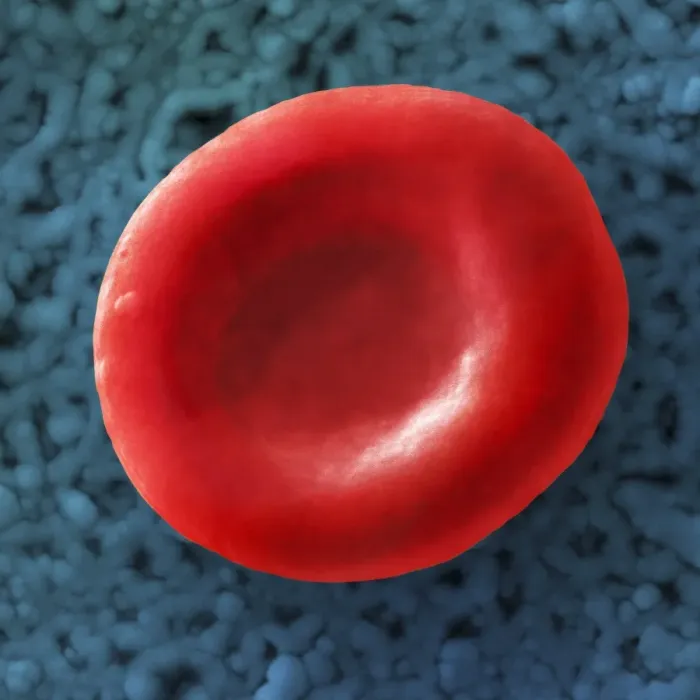 Gerahmter Druck : Rotes Blutkörperchen, SEM Gerahmter Druck : Rotes Blutkörperchen, SEM