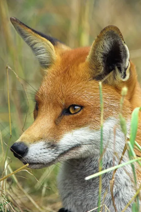 Gerahmter Druck : Red fox. Rotfuchs (Vulpes vulpes). Rotfuß sind auf Nordamerika Gerahmter Druck : Red fox. Rotfuchs (Vulpes vulpes). Rotfuß sind auf Nordamerika