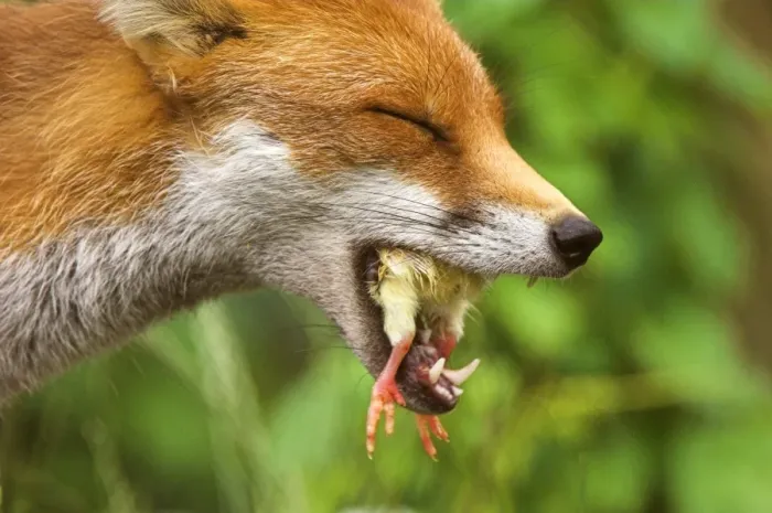 Gerahmter Druck : Rotfuchs isst ein Kuckuckelchen Gerahmter Druck : Rotfuchs isst ein Kuckuckelchen