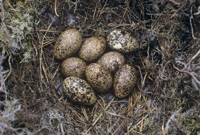 Gerahmter Druck : Rotwildgeier-Eier im Nest Gerahmter Druck : Rotwildgeier-Eier im Nest