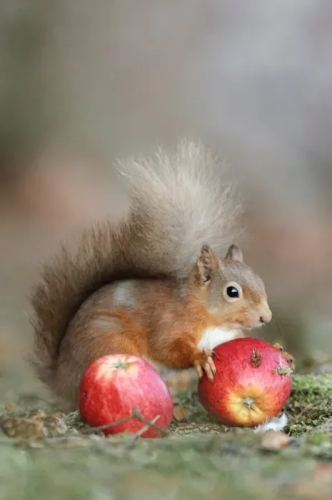 Gerahmter Druck : Rotfuchs isst eine Apfel Gerahmter Druck : Rotfuchs isst eine Apfel