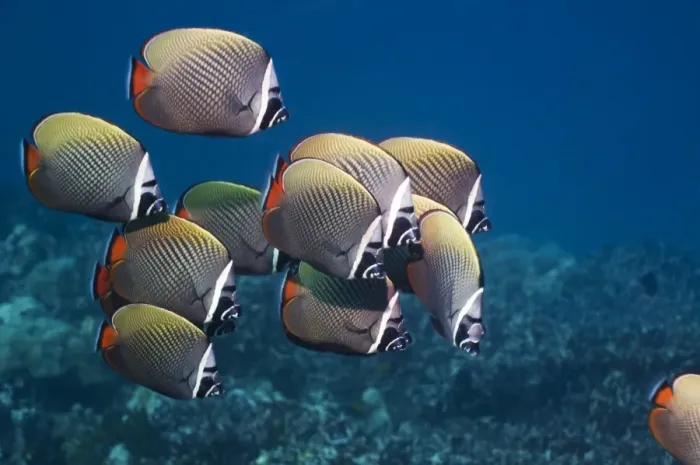 Gerahmter Druck : Rotflossen Butterschwanzfisch Gerahmter Druck : Rotflossen Butterschwanzfisch