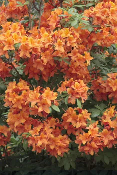 Gerahmter Druck : Rhododendron Goldäher Gerahmter Druck : Rhododendron Goldäher