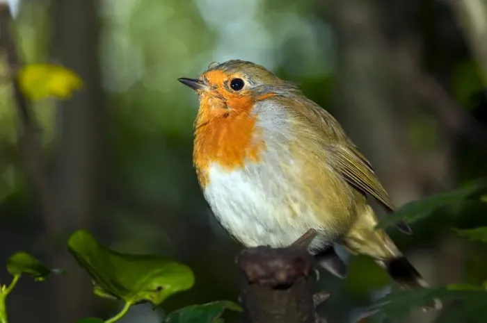 Gerahmter Druck : Robin (Erithacus rubecula) sitzt auf einem Zweig Gerahmter Druck : Robin (Erithacus rubecula) sitzt auf einem Zweig