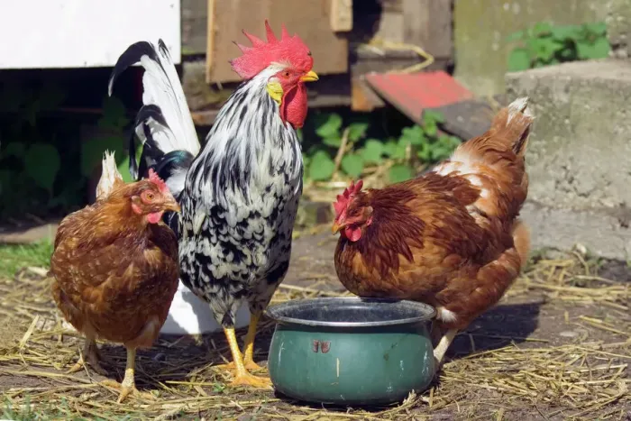 Gerahmter Druck : Hähnchen und Hühner Gerahmter Druck : Hähnchen und Hühner