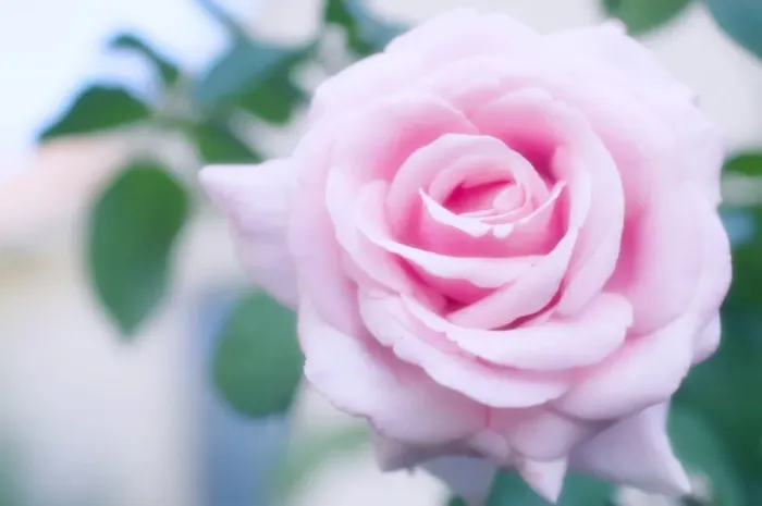 Gerahmter Druck : Rosae (Rosa Freiderick Mistrall) Gerahmter Druck : Rosae (Rosa Freiderick Mistrall)