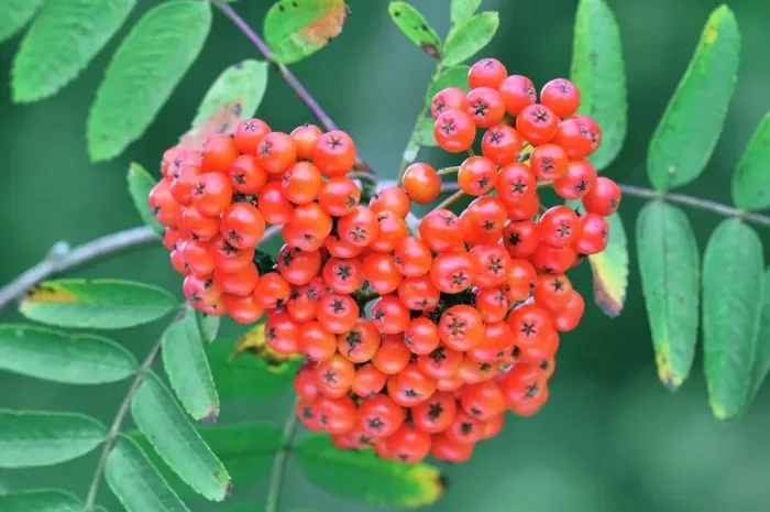 Gerahmter Druck : Rote Beeren aus dem Rowanbaum Gerahmter Druck : Rote Beeren aus dem Rowanbaum