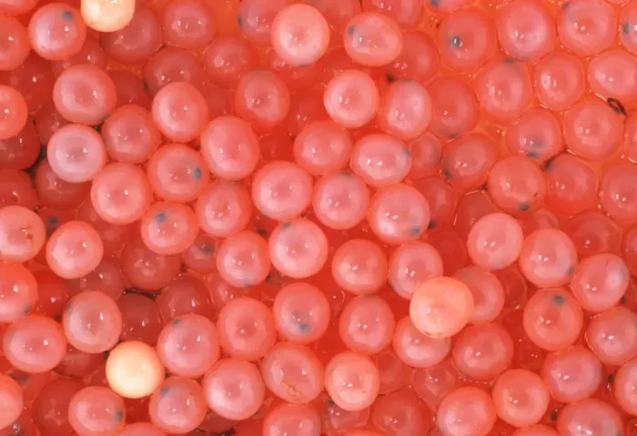 Gerahmter Druck : Lachs-Eier Gerahmter Druck : Lachs-Eier