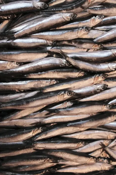 Gerahmter Druck : Sardines. research Gerahmter Druck : Sardines. research
