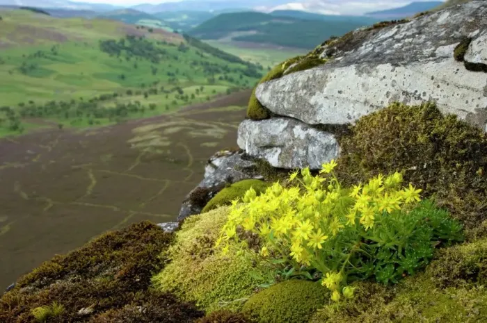 Gerahmter Druck : Schottischer Landschaft Gerahmter Druck : Schottischer Landschaft