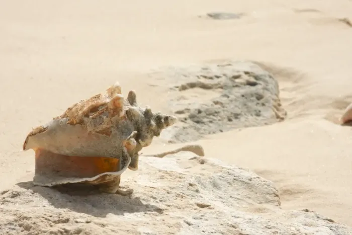 Gerahmter Druck : Meeresnusseln am Strand Gerahmter Druck : Meeresnusseln am Strand