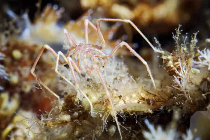 Gerahmter Druck : MeeresSpinne Gerahmter Druck : MeeresSpinne