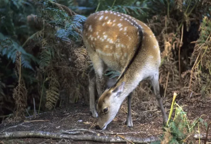 Gerahmter Druck : Sika deer. Ree Sika-Hirsch (Cervus nippon) Gerahmter Druck : Sika deer. Ree Sika-Hirsch (Cervus nippon)