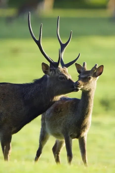 Gerahmter Druck : Riesendeer Gerahmter Druck : Riesendeer