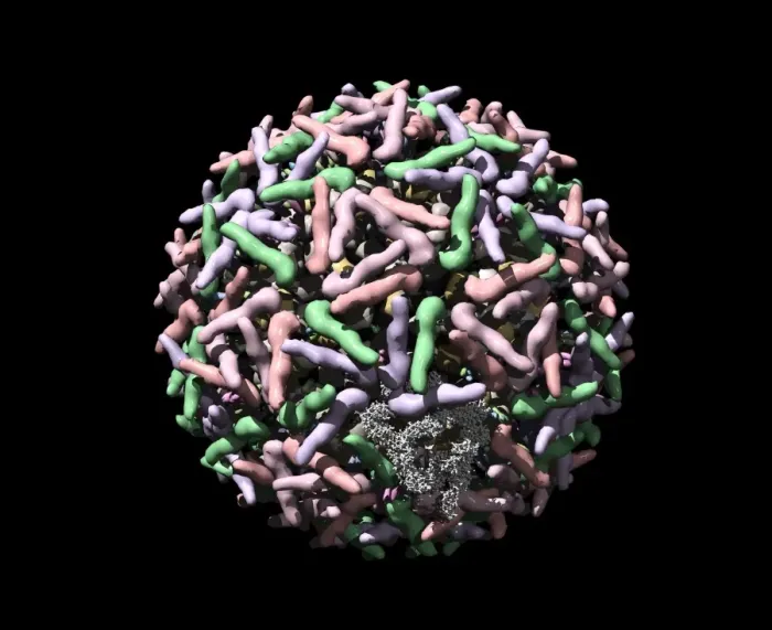Gerahmter Druck : Sindbis-Virus, Computermodell Gerahmter Druck : Sindbis-Virus, Computermodell